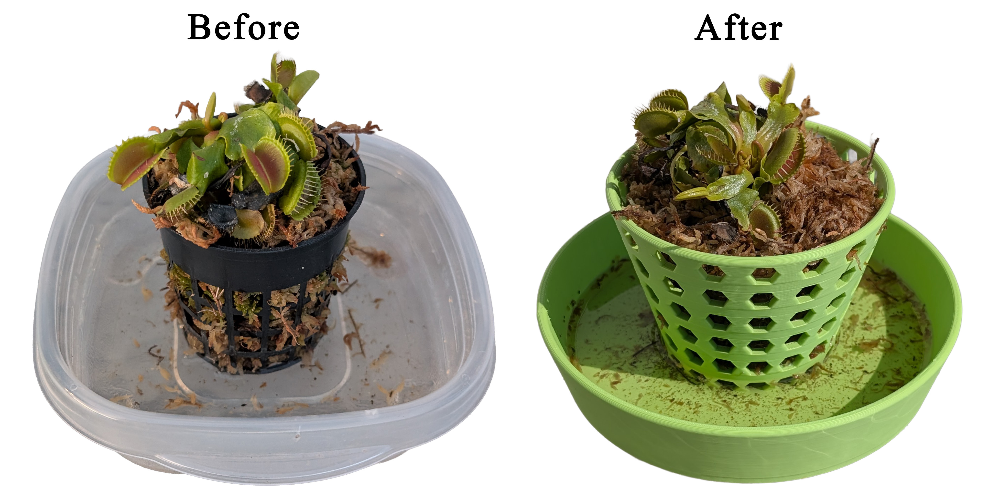 Venus flytrap before and after repotting into the mesh net pot