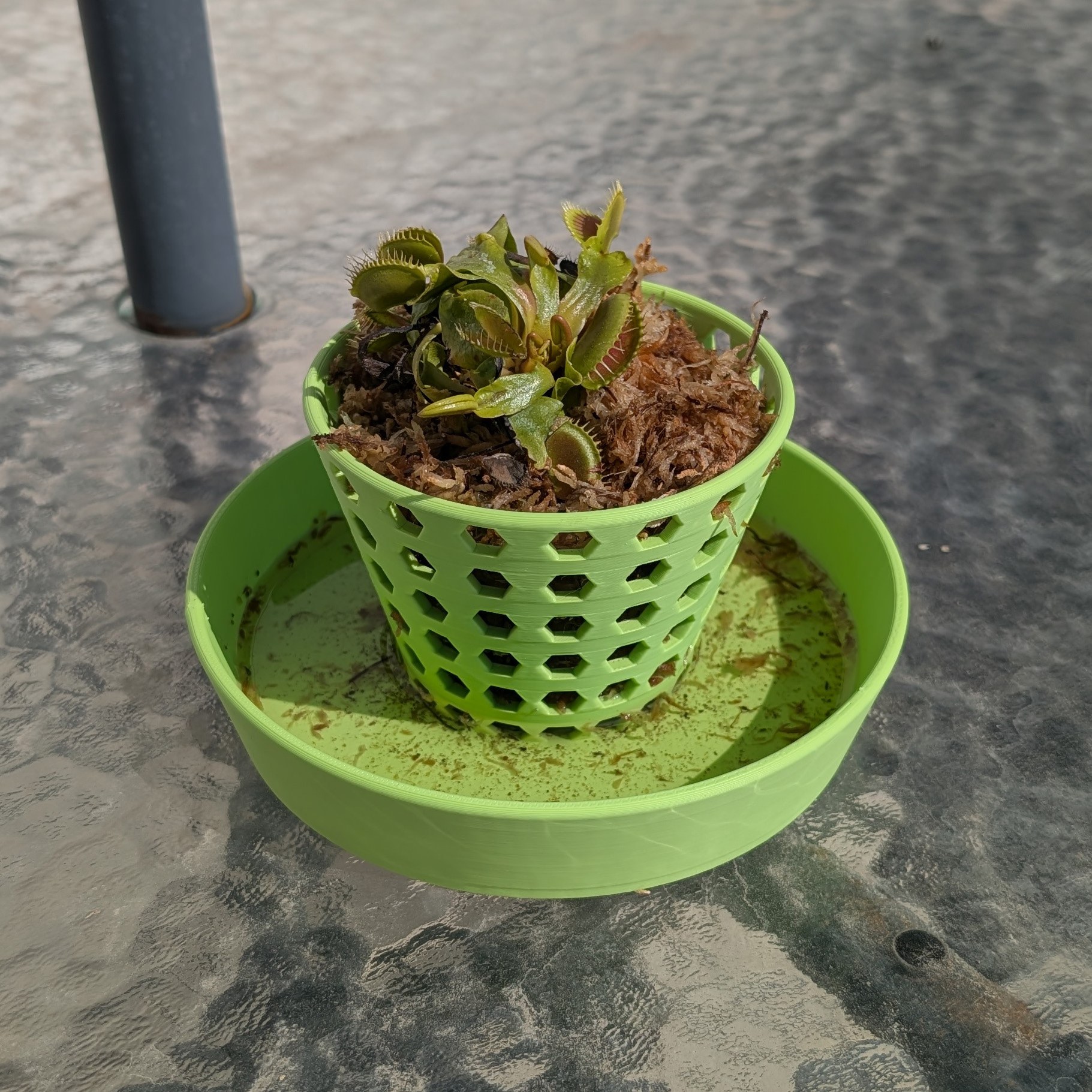 Venus flytrap net pot on a sunny table